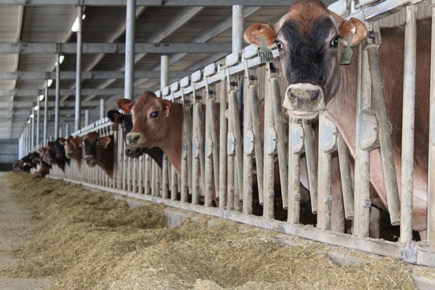 Jersey cows